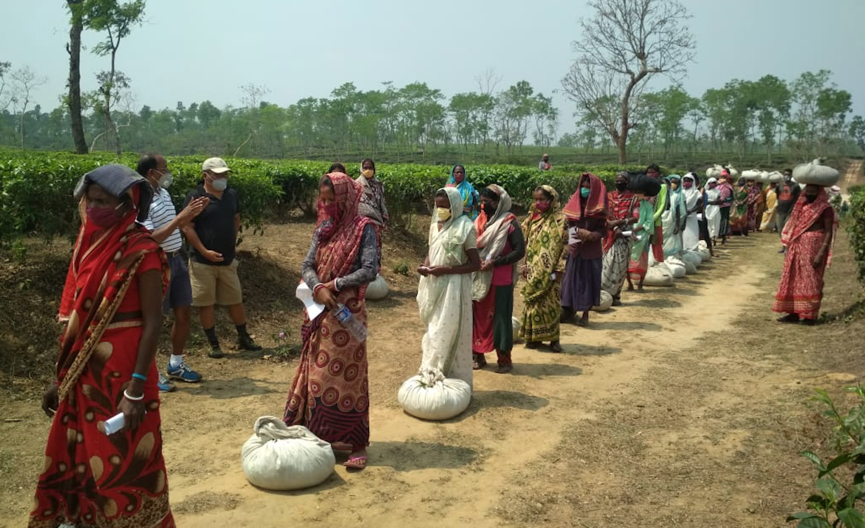 Bangladesh tea farmers covid19 