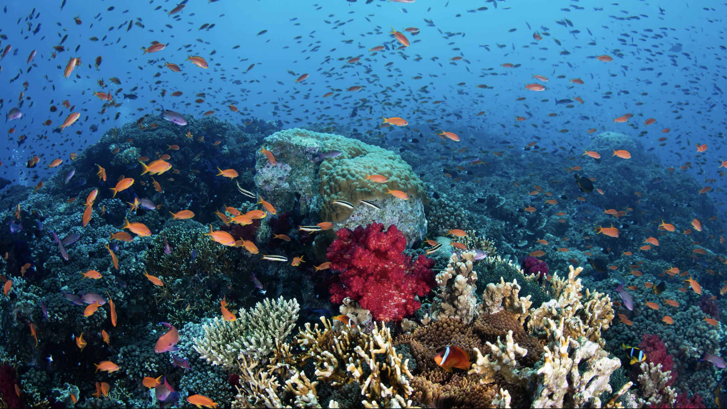Thriving coral in Fiji. Photo: Tom Vierus/Coral Reef Image Bank